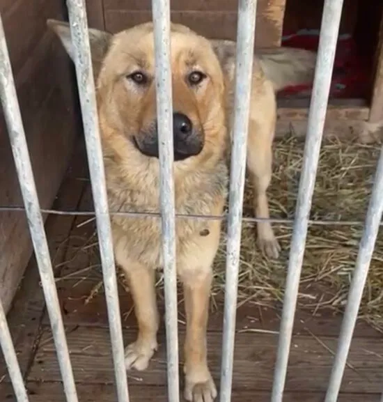 Pies do adopcji, Głowno, 4 lutego 2025 (3/5)