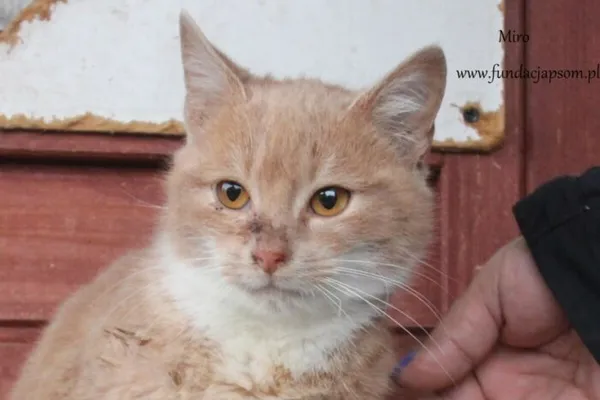 Kot do adopcji, Nowy Dwór Mazowiecki, 4 lutego 2025 (1/5)