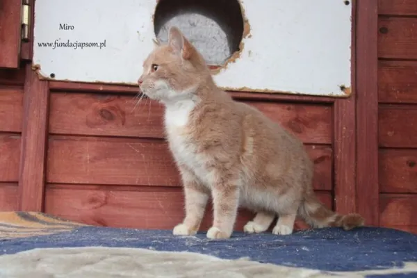 Kot do adopcji, Nowy Dwór Mazowiecki, 4 lutego 2025 (2/5)