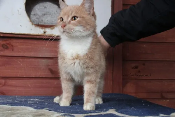 Kot do adopcji, Nowy Dwór Mazowiecki, 4 lutego 2025 (3/5)