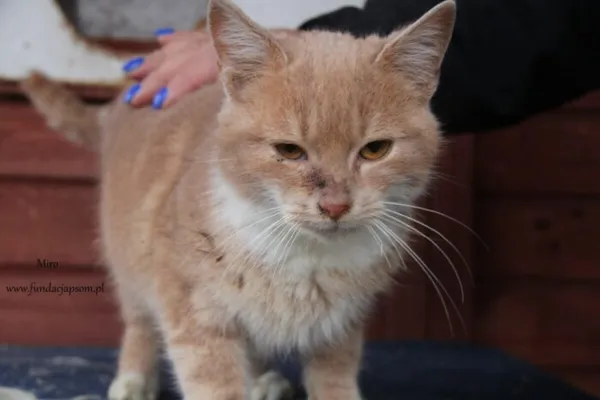 Kot do adopcji, Nowy Dwór Mazowiecki, 4 lutego 2025 (4/5)