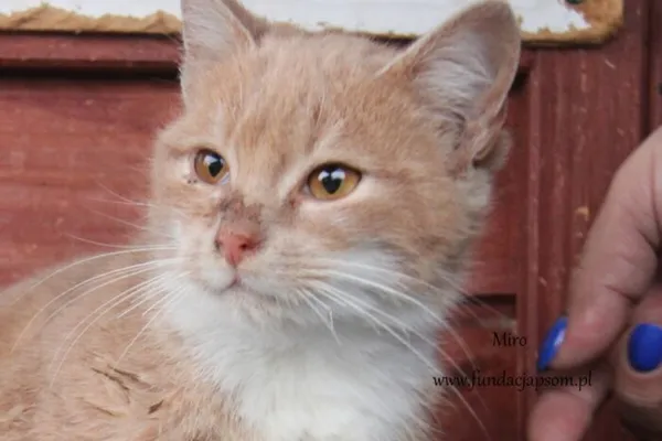 Kot do adopcji, Nowy Dwór Mazowiecki, 4 lutego 2025 (5/5)