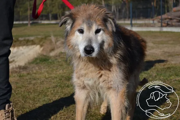 Pies do adopcji, Chełmek, 13 stycznia 2025