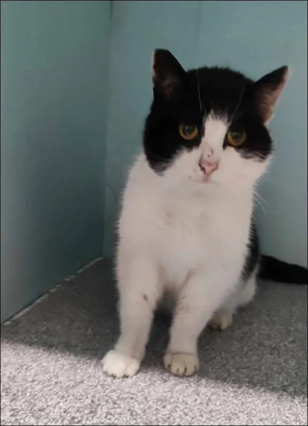 Znaleziono kota, Grudziądz, 4 lutego 2025