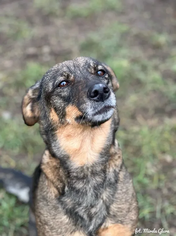 Pies do adopcji, Bydgoszcz, 16 lutego 2025 (3/5)