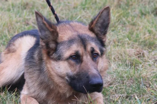 Pies do adopcji, Nowy Dwór Mazowiecki, 4 lutego 2025 (1/5)