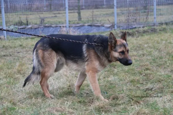 Pies do adopcji, Nowy Dwór Mazowiecki, 4 lutego 2025 (2/5)