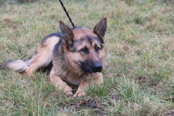 Pies do adopcji, Nowy Dwór Mazowiecki, 4 lutego 2025 (3/5)