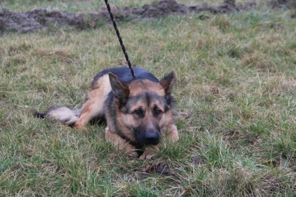 Pies do adopcji, Nowy Dwór Mazowiecki, 4 lutego 2025 (4/5)