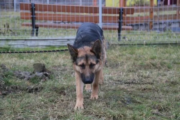 Pies do adopcji, Nowy Dwór Mazowiecki, 4 lutego 2025 (5/5)