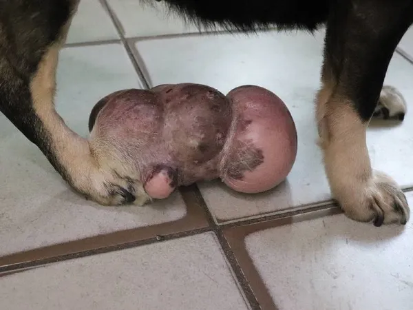 Znaleziono psa, Łódź, 4 lutego 2025 (1/5)