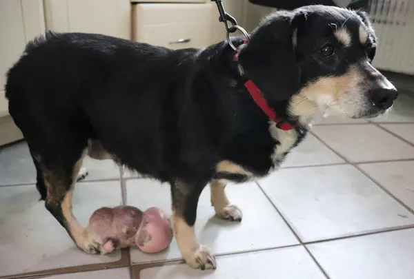 Znaleziono psa, Łódź, 4 lutego 2025 (2/5)