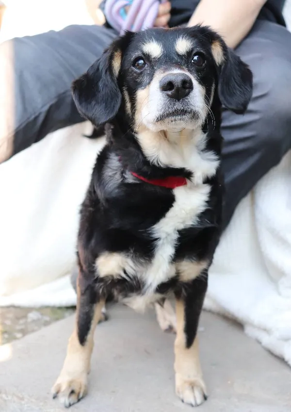 Znaleziono psa, Łódź, 4 lutego 2025 (3/5)