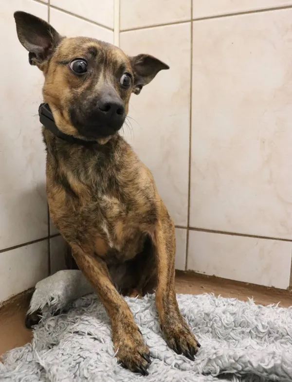 Znaleziono psa, Łódź, 4 lutego 2025 (2/2)