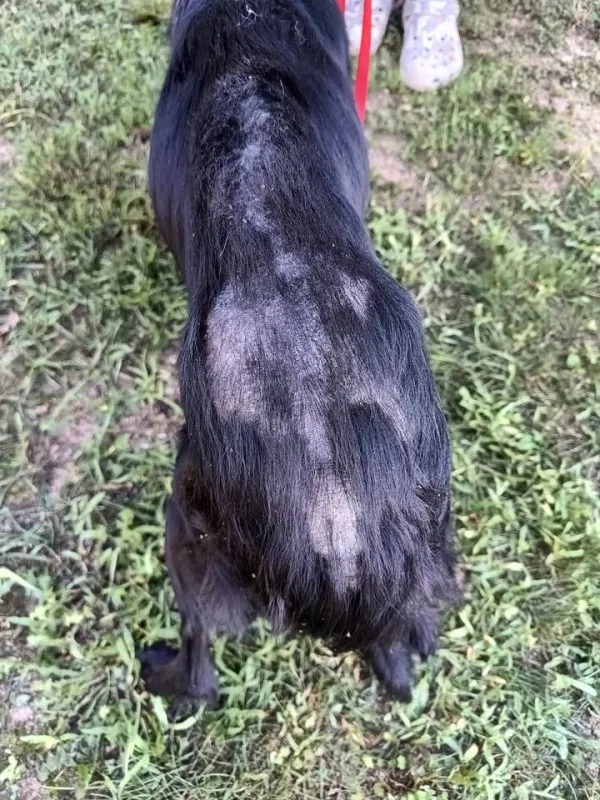 Znaleziono psa, Pieckowo, 5 lutego 2025 (5/5)