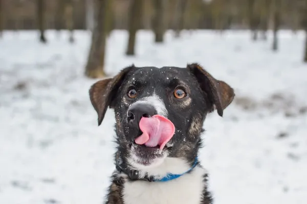 Pies do adopcji, Radom, 4 lutego 2025 (1/5)