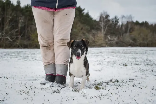 Pies do adopcji, Radom, 4 lutego 2025 (2/5)