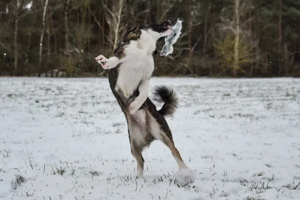 Pies do adopcji, Radom, 4 lutego 2025 (4/5)