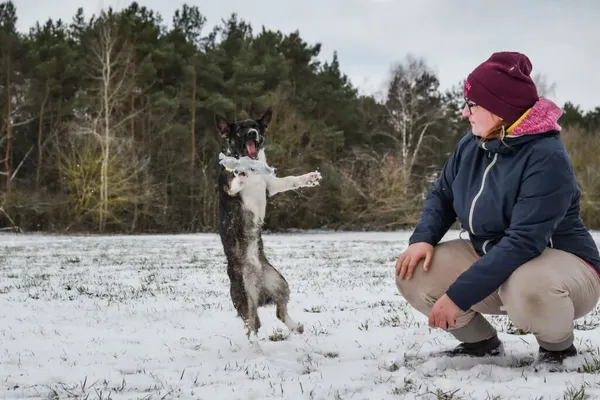 Pies do adopcji, Radom, 4 lutego 2025 (5/5)