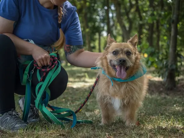 Pies do adopcji, Radom, 16 września 2025 (1/5)