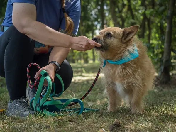 Pies do adopcji, Radom, 16 września 2025 (2/5)