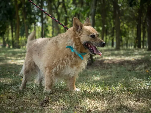 Pies do adopcji, Radom, 16 września 2025 (3/5)