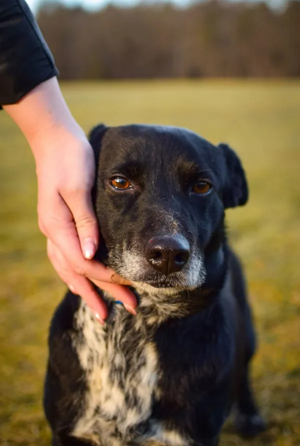 Pies do adopcji, Radom, 4 lutego 2025 (1/5)