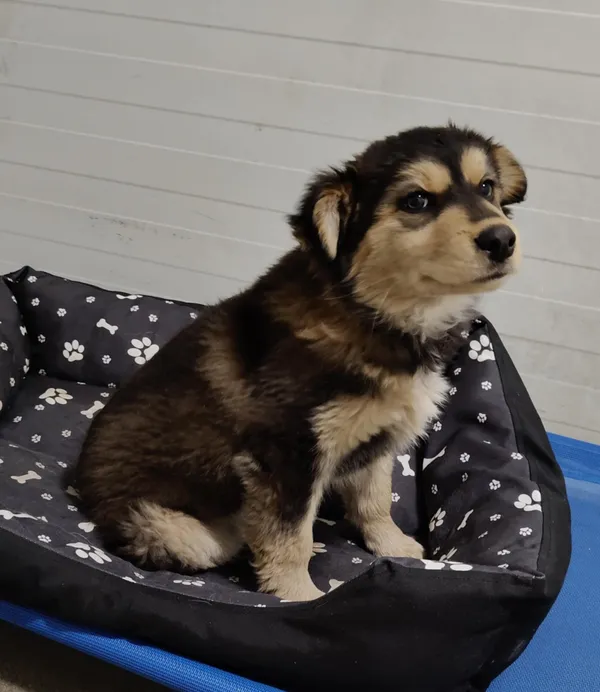 Pies do adopcji, Włocławek, 4 lutego 2025 (1/2)