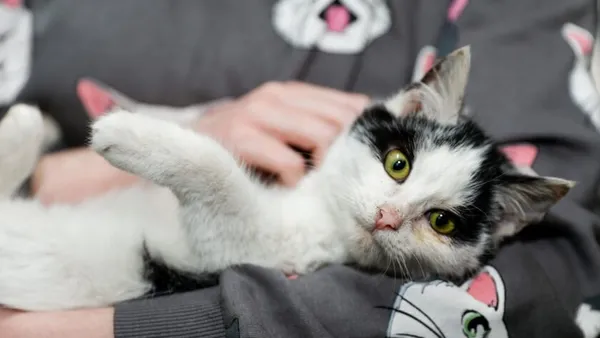 Kot do adopcji, Elbląg, 5 lutego 2025 (1/5)