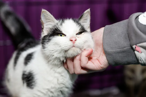 Kot do adopcji, Elbląg, 5 lutego 2025 (2/5)