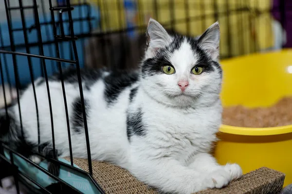 Kot do adopcji, Elbląg, 5 lutego 2025 (3/5)