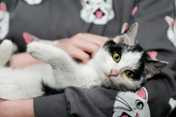 Kot do adopcji, Elbląg, 5 lutego 2025 (5/5)