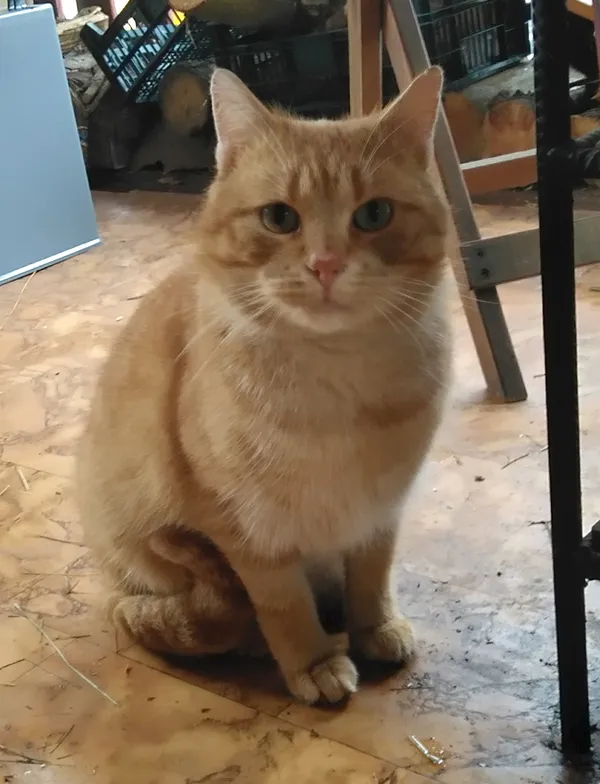 Znaleziono kota, Janów, 5 lutego 2025 (1/5)