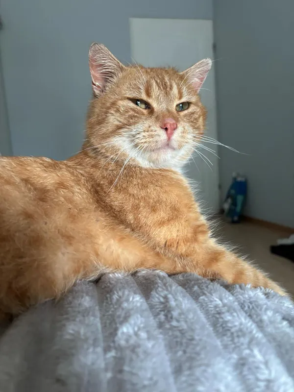 Znaleziono kota, Janów, 5 lutego 2025 (2/5)