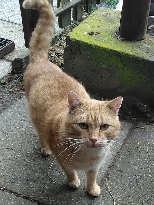 Znaleziono kota, Janów, 5 lutego 2025 (3/5)