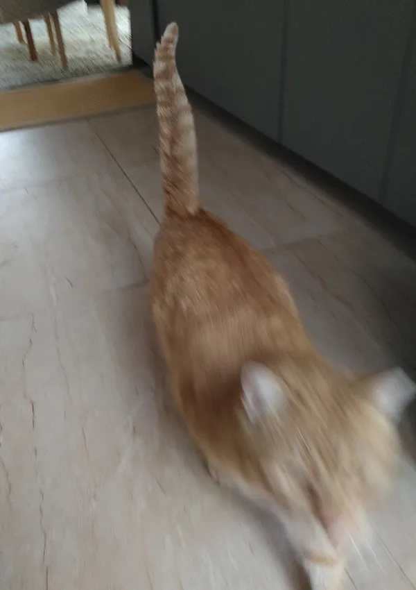 Znaleziono kota, Janów, 5 lutego 2025 (5/5)