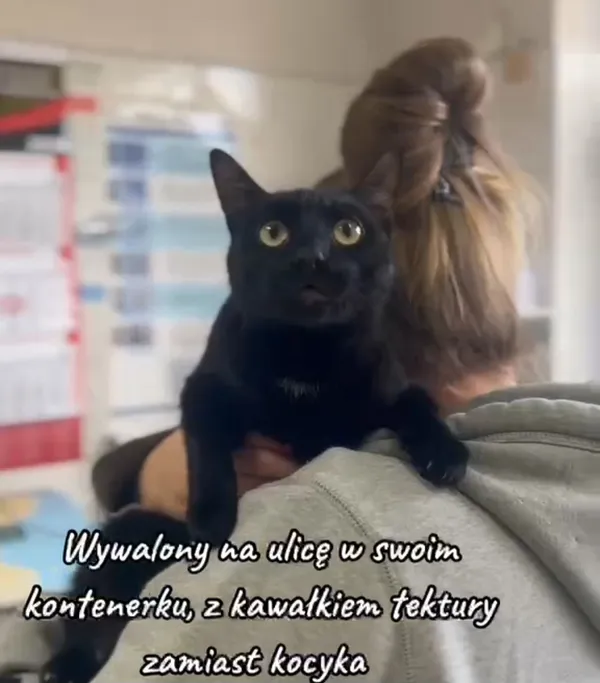 Kot do adopcji, Radom, 4 lutego 2025