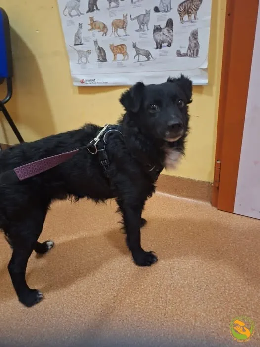 Znaleziono psa, Skałowo, 5 lutego 2025