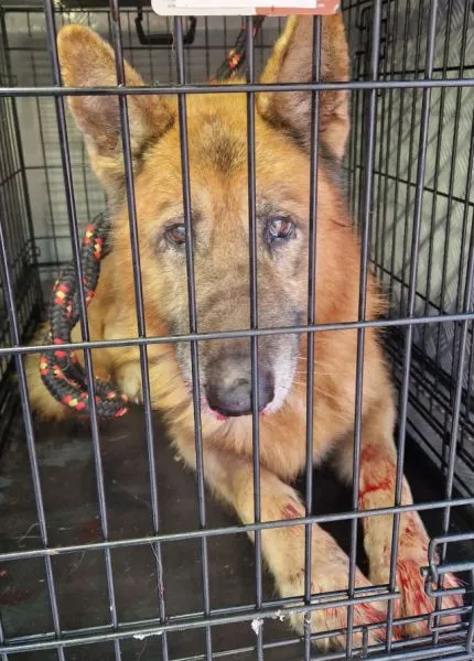 Znaleziono psa, Radom, 3 lutego 2025