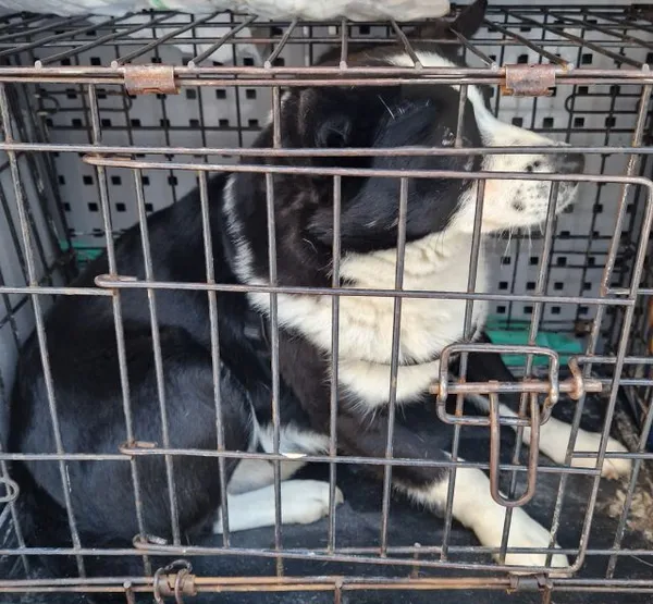 Znaleziono psa, Radom, 3 lutego 2025