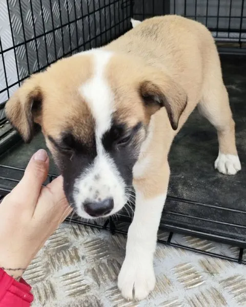 Znaleziono psa, Radom, 2 lutego 2025