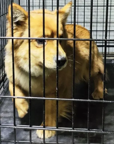 Znaleziono psa, Radom, 1 lutego 2025