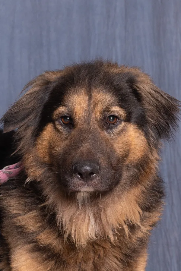 Pies do adopcji, Gdańsk, 5 lutego 2025