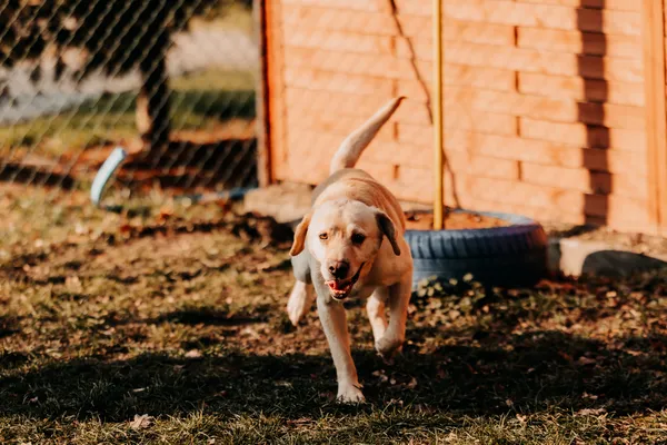 Pies do adopcji, Czartki, 5 lutego 2025 (1/5)