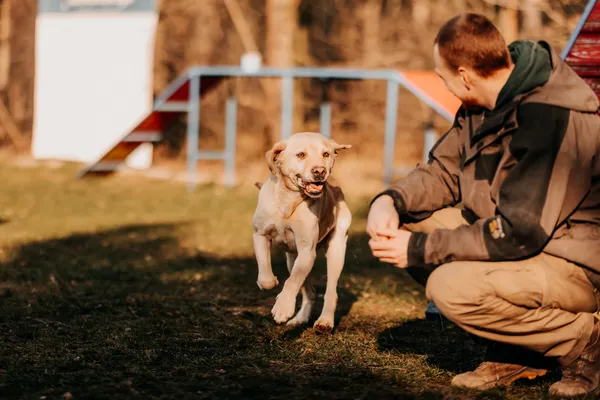 Pies do adopcji, Czartki, 5 lutego 2025 (4/5)