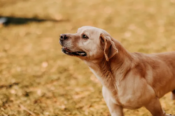 Pies do adopcji, Czartki, 5 lutego 2025 (5/5)