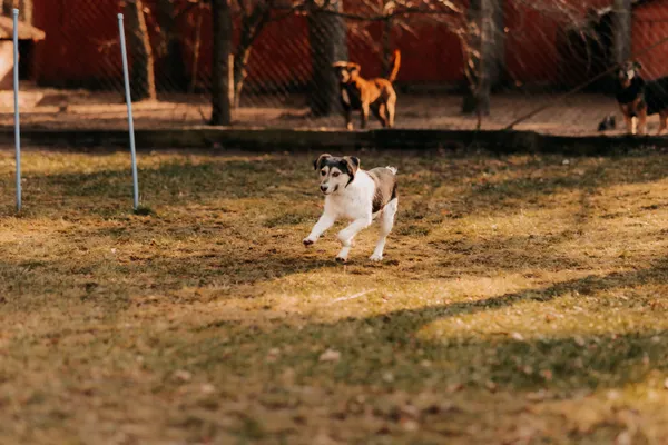 Pies do adopcji, Czartki, 5 lutego 2025 (1/5)