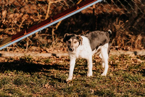 Pies do adopcji, Czartki, 5 lutego 2025 (5/5)