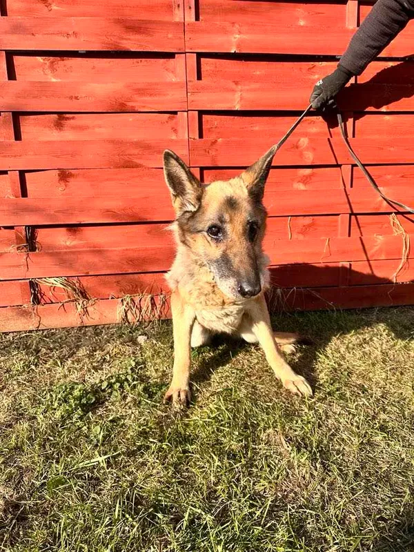 Znaleziono psa, Czartki, 5 lutego 2025