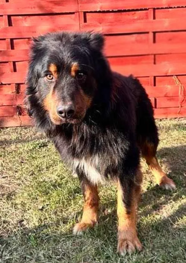 Znaleziono psa, Czartki, 5 lutego 2025